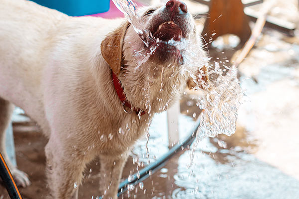 ホースから水を飲む犬
